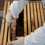 Bienenhonig Erntezeiten in 2020