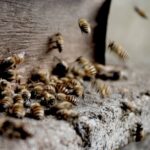Honig schleudern: Zeitpunkt und Verfahren erklärt
