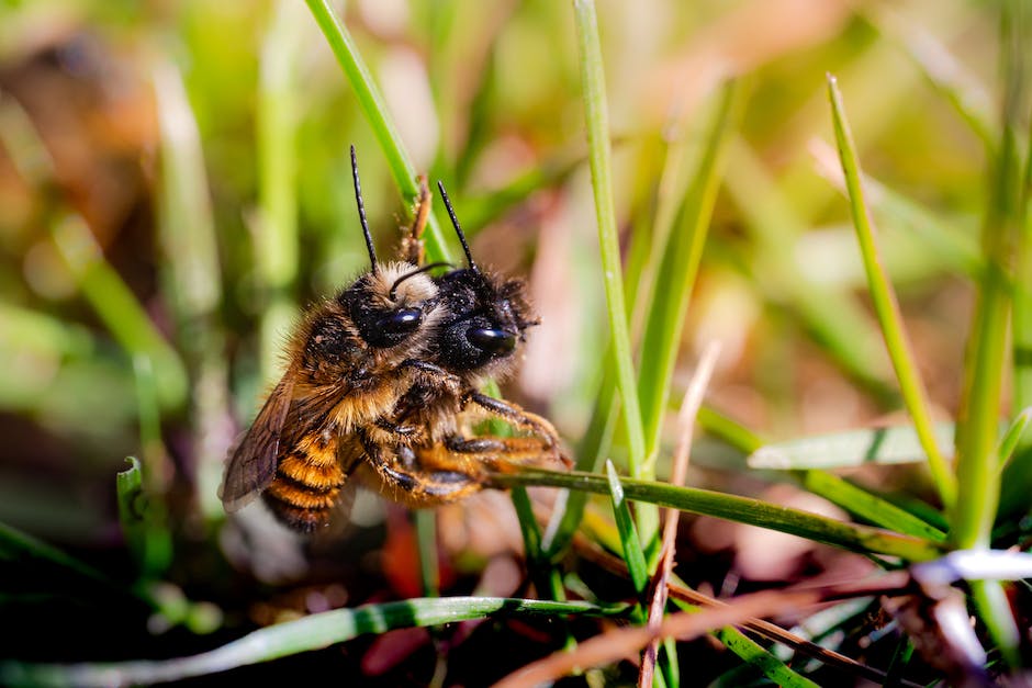  Bild zeigt Bienen beim Sammeln von Honig zum Überleben