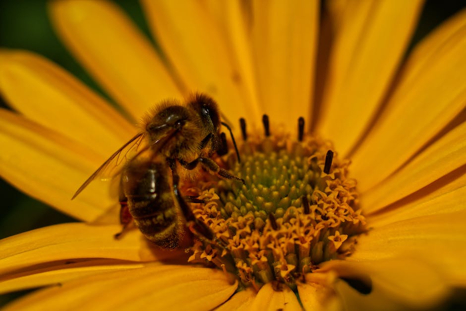 Warum Bienen Honig brauchen