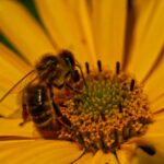 Bienen benutzen Honig als Hauptnahrungsquelle