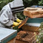 warum Honig gesünder als Zucker ist