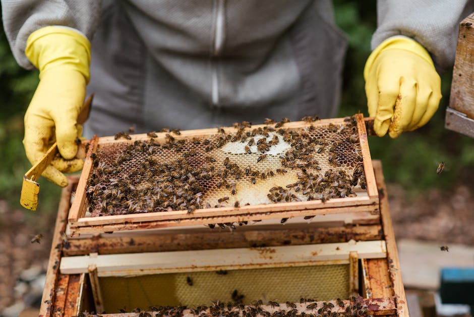 warum kristallisiert Honig nicht? Einblicke in die Welt der Bienenprodukte