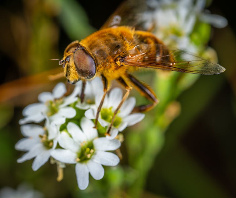 Bienen machen Honig als Nahrungsquelle