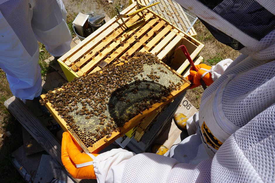Bienen machen Honig zur Erhaltung ihres Nests