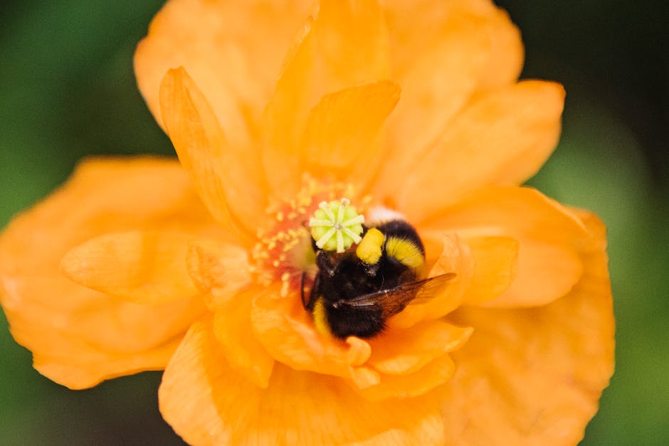  Bienen machen Honig zur Versorgung mit Energie und Nahrung