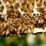 Bienen machen Honig als Nahrungsquelle