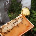 Bild zeigt die Rollen von Bienen im Produzieren von Honig.