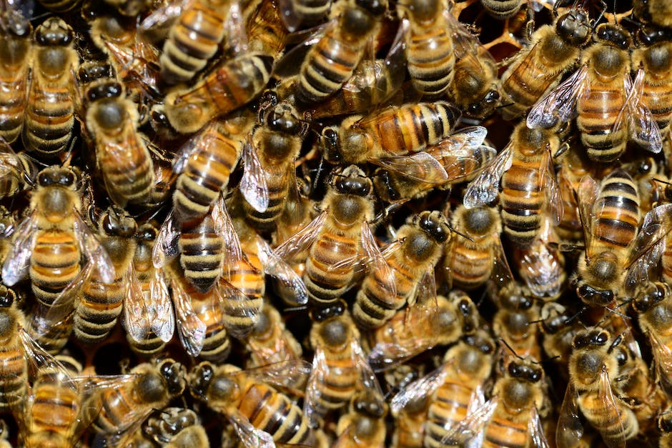  Bienen sammeln Honig zur Ernährung und zum Bau ihrer Nester