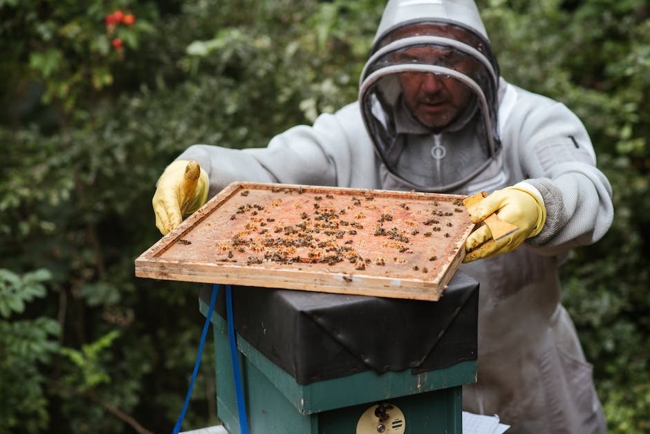 Bienen sammeln Honig um Futter für ihre Kolonie zu liefern.