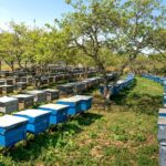 Bienen sammeln Honig zum Überwintern und zur Ernährung