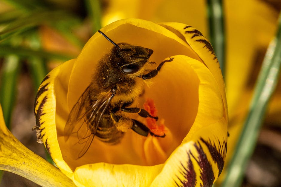 Bienen produzieren Honig als Nahrungsquelle
