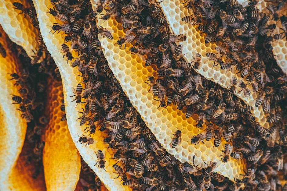 Honig und seine zuckrige Struktur erklärt