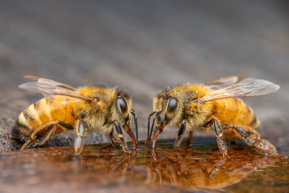 Ersatz fuer Honig fuer Bienen
