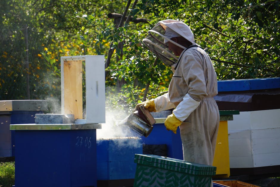  Bienen sammeln Honig