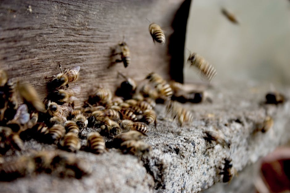 Bienen produzieren Honig