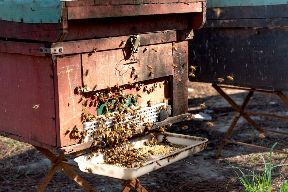  Bienen Honig sammeln