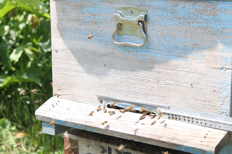  Bienen nutzen Honig als Nahrungsquelle
