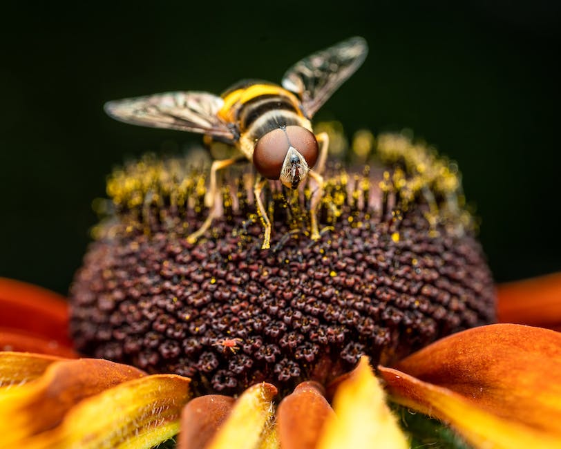  Biene sammelt Honig