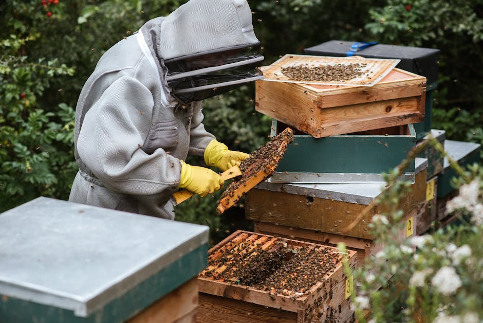  Bild zeigt verschiedene Bienen, die Honig machen