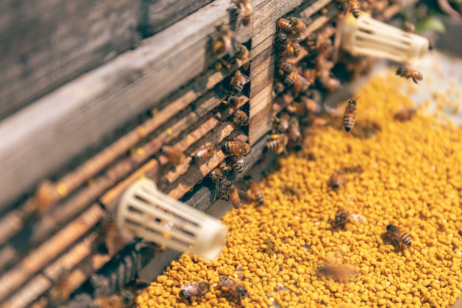 Bild zeigt Bienen, die Honig machen
