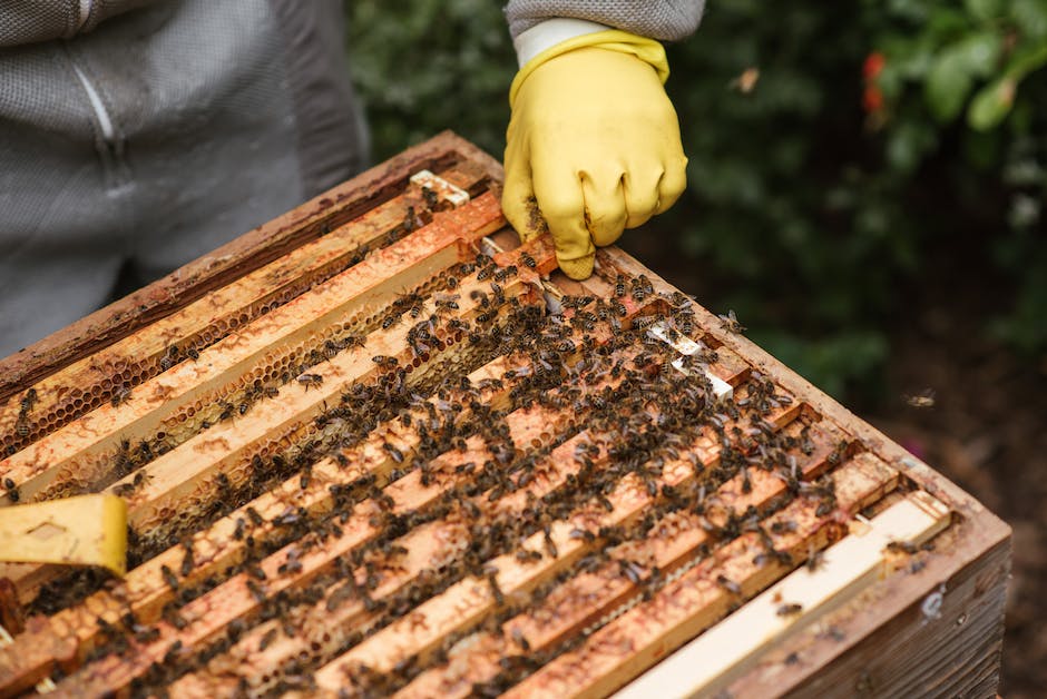 gesünderer Honig: Waldhonig oder Blütenhonig?