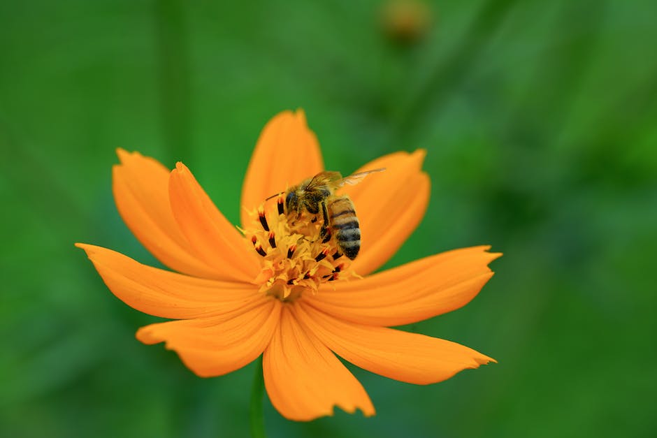 Gutheitsstufe von Honig ermitteln