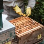 Welcher Honig ist am besten geeignet?