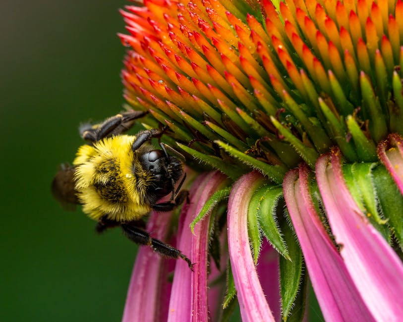 Bienenzüchter produziert Honig