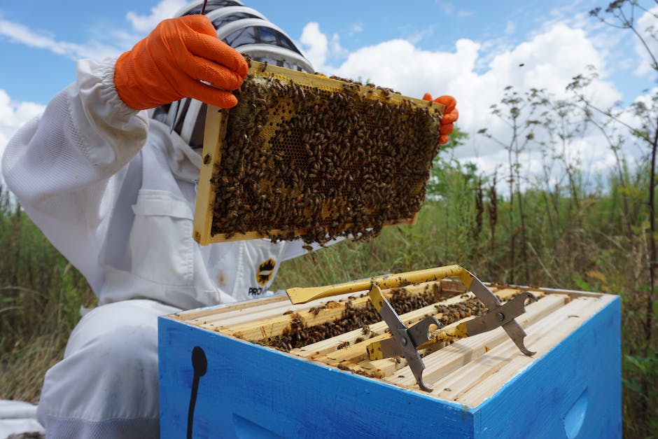 Bienenzüchter macht Honig
