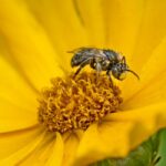 Abbildung von Honigwabe mit Bienen, die den Honig machen