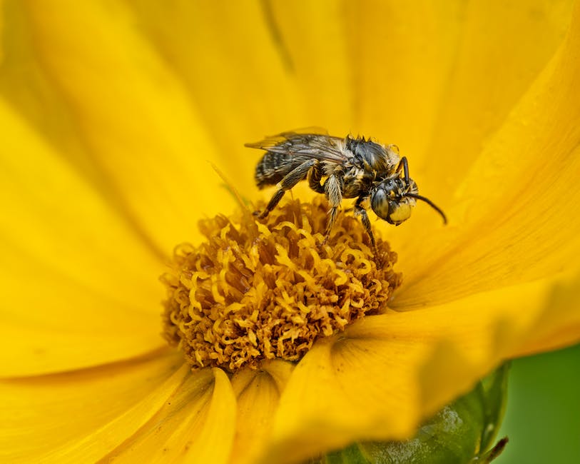 Abbildung von Honigwabe mit Bienen, die den Honig machen