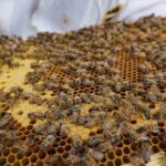 Honigproduktion erklärt