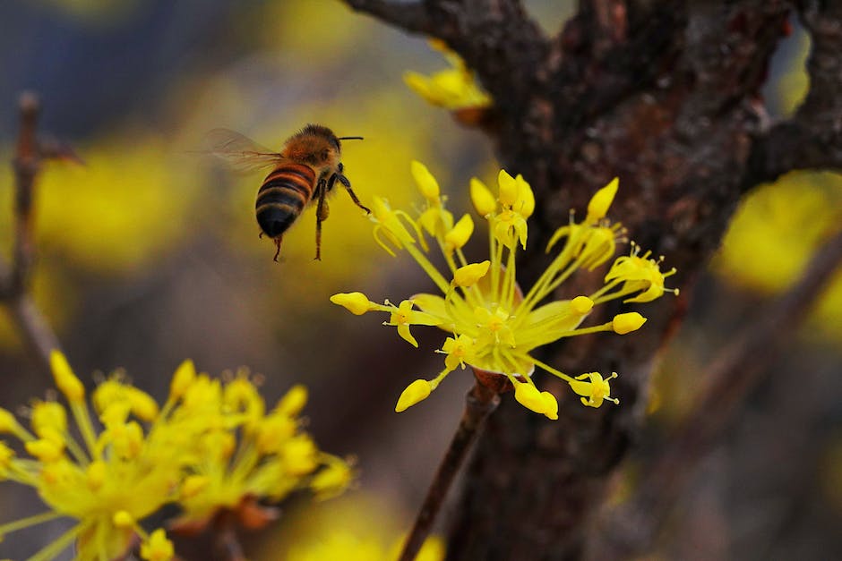  Bild zeigt Honigbienen beim Sammeln von Nektar zur Honigproduktion