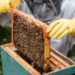 Kristallisierten Honig wieder in flüssige Konsistenz bringen