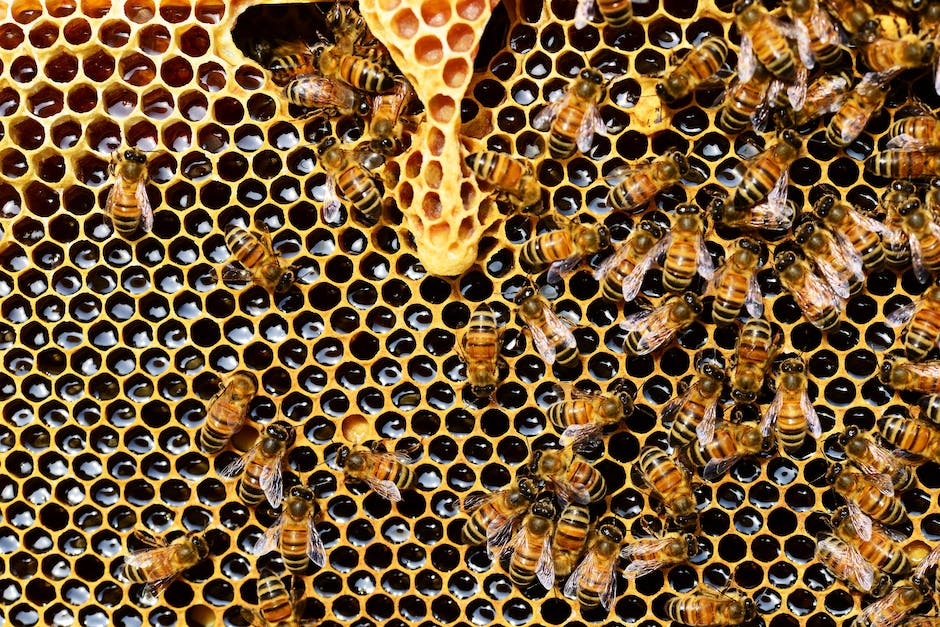 Bienen sammeln Nektar und machen Honig