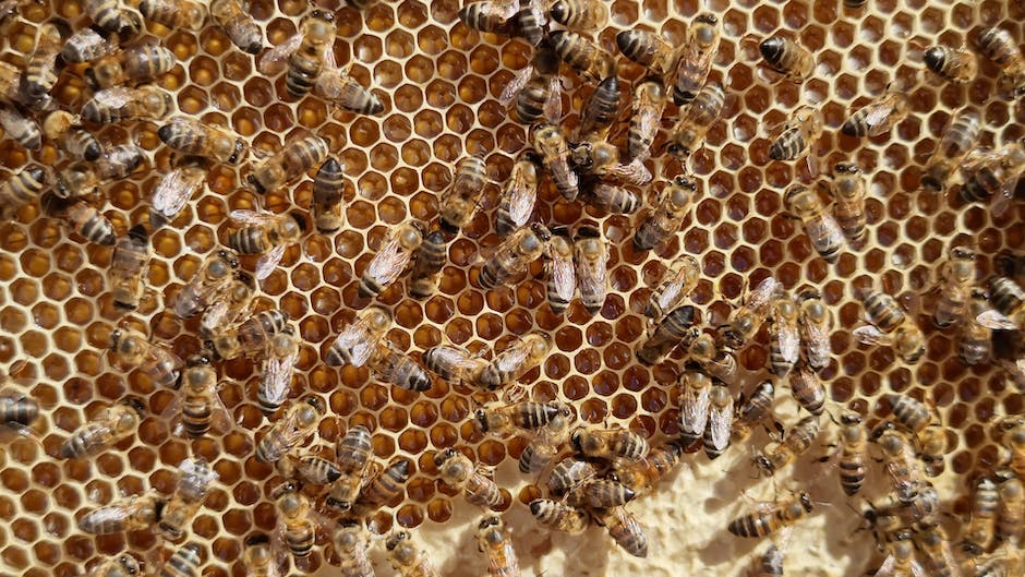  Biene produziert Honig