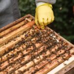 wie wird Honig von Bienen produziert?
