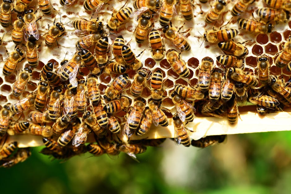 Abbildung einer Biene, wie sie Honig aus dem Stock sammelt
