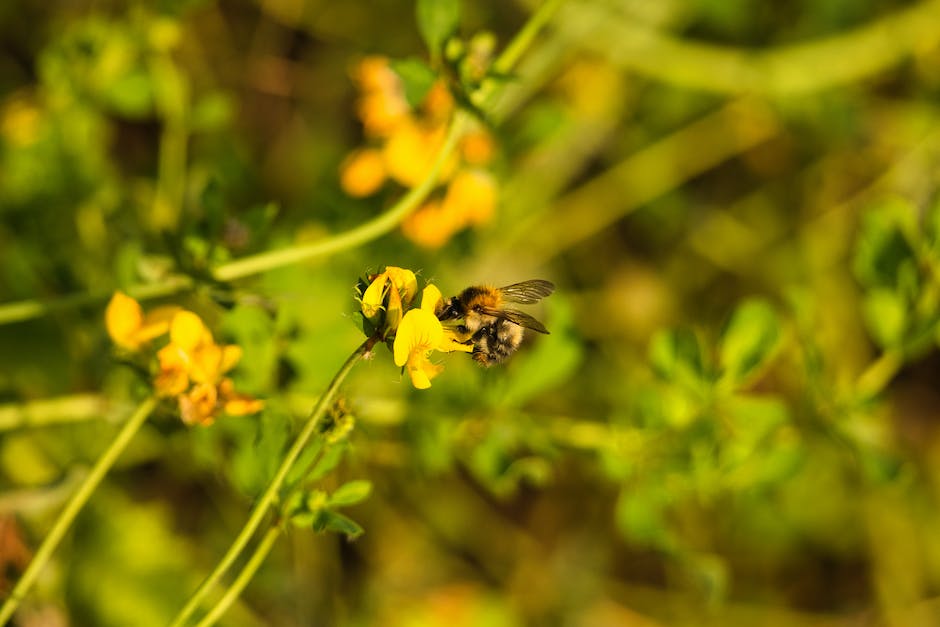  Bild von Bienen beim Sammeln des Honigs und Zuckers auf Blumen