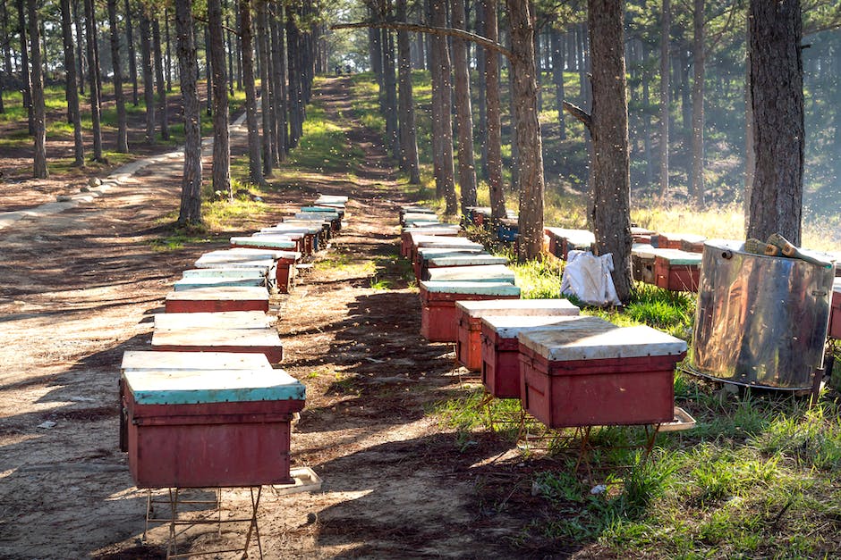 Bild zeigt Wissen zu Honig und seiner Herstellung