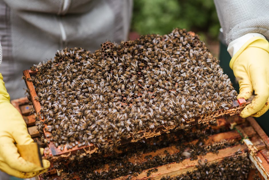 Bienenvolk benötigt mehrere Wochen um ein Glas Honig zu produzieren