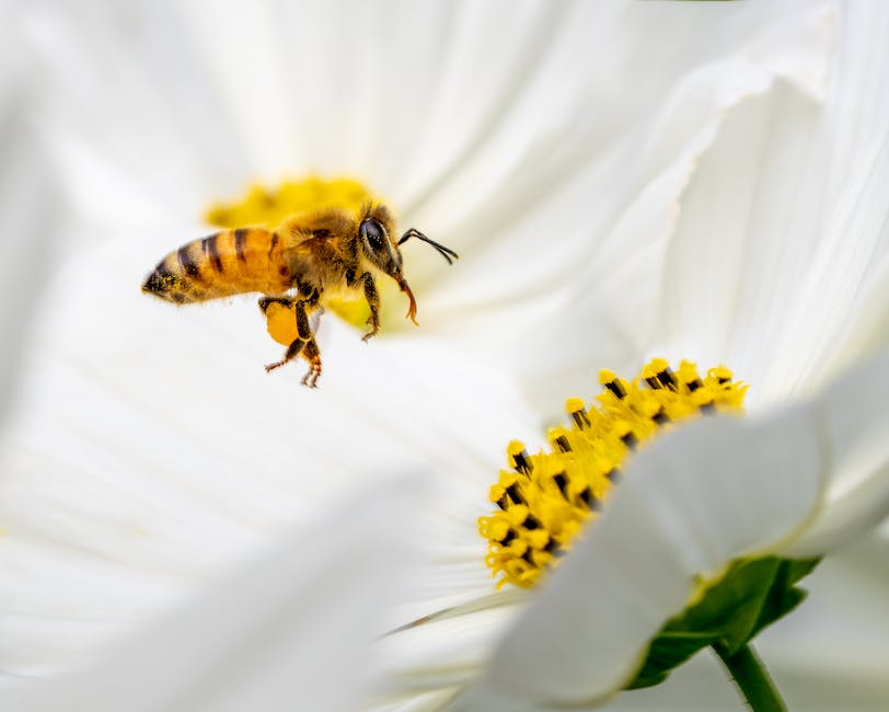  Biene benötigt etwa einen Monat für ein Glas Honig
