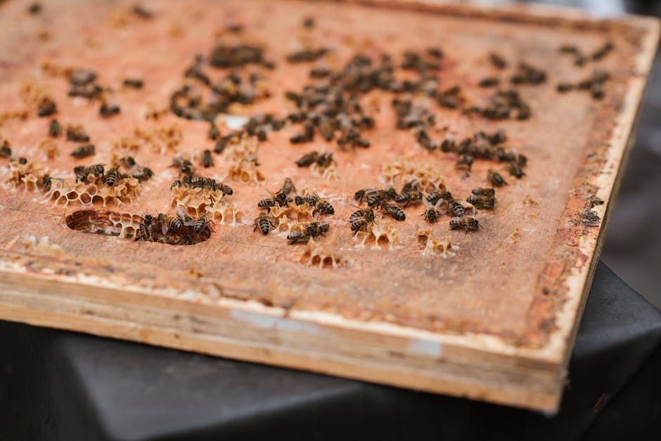  wird eine Biene ein Glas Honig produzieren?