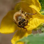 Wie lange braucht eine Biene für ein Glas Honig zu sammeln?