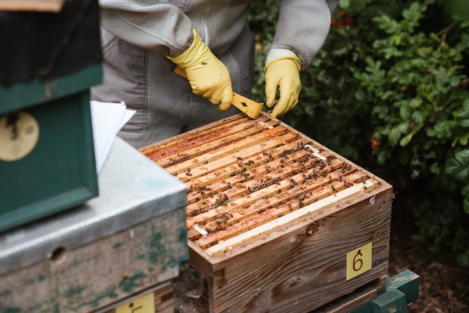 Entdecken Sie wie lange eine Biene für einen Teelöffel Honig benötigt