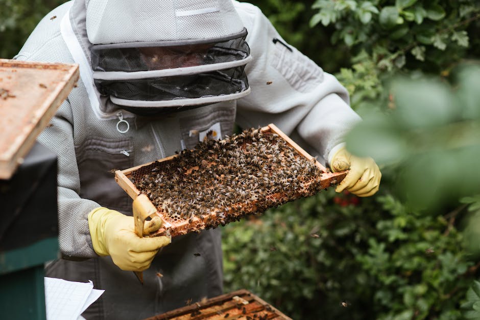  Biene erzeugt einen Teelöffel Honig in wie viel Zeit?