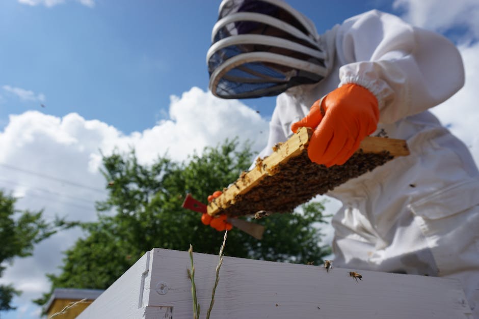  Biene benötigt 24 Stunden für 1 Teelöffel Honig