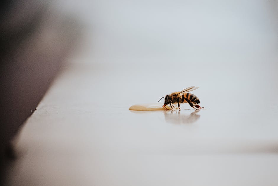 Biene Honig teelöffel brauchen Zeit