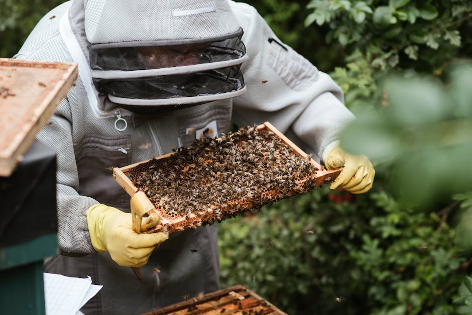  Wie lange dauert es, bis Manuka Honig wirkt?